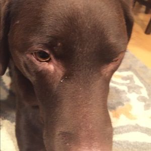 Meet your Posher, Maggie